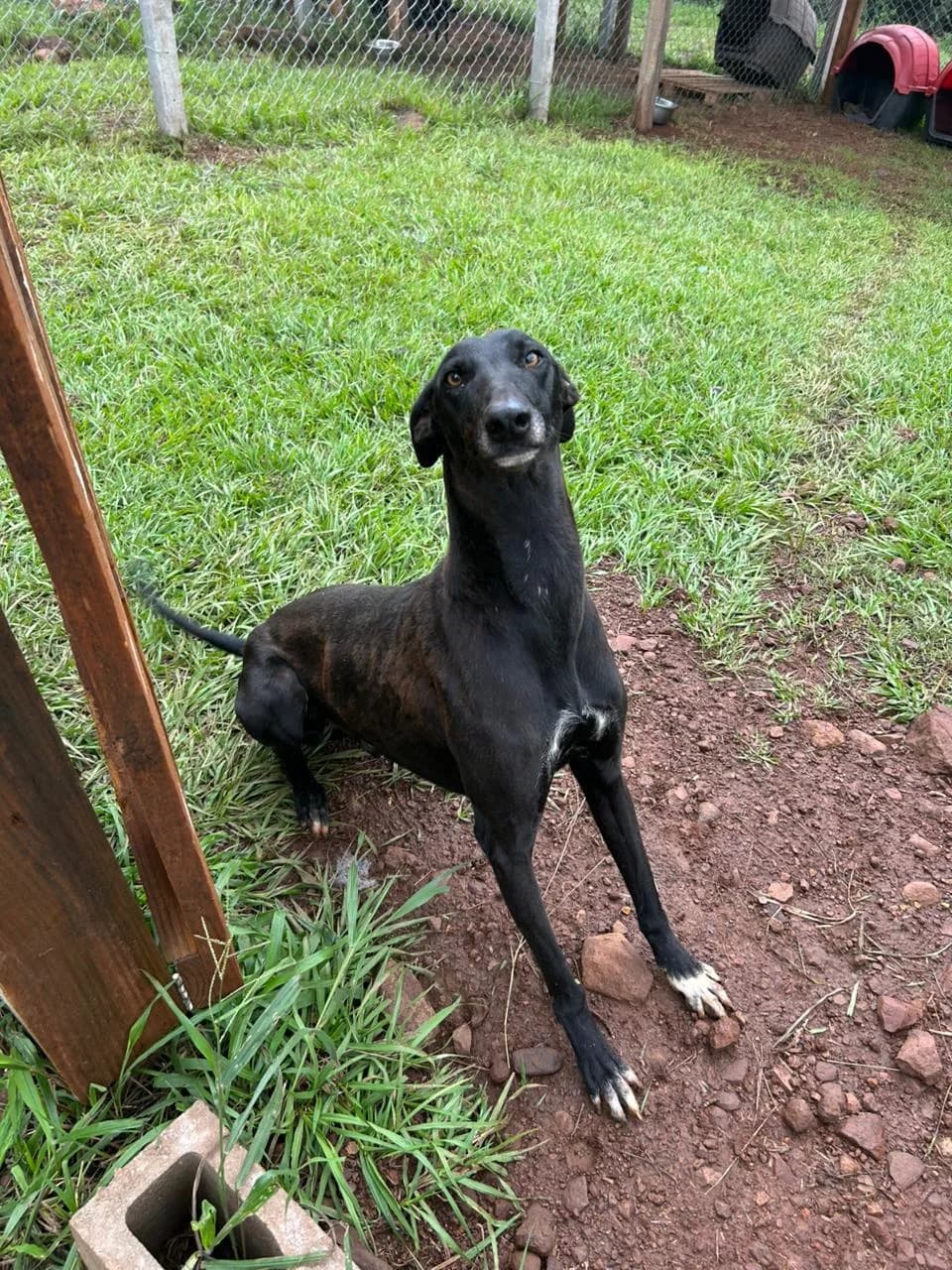 Feijão